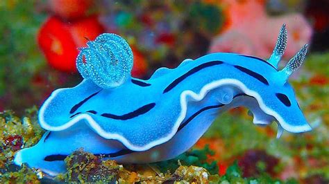  Nudibranch: Unveiling the Secrets of a Colorful Sea Slug with an Exquisite Appetite!