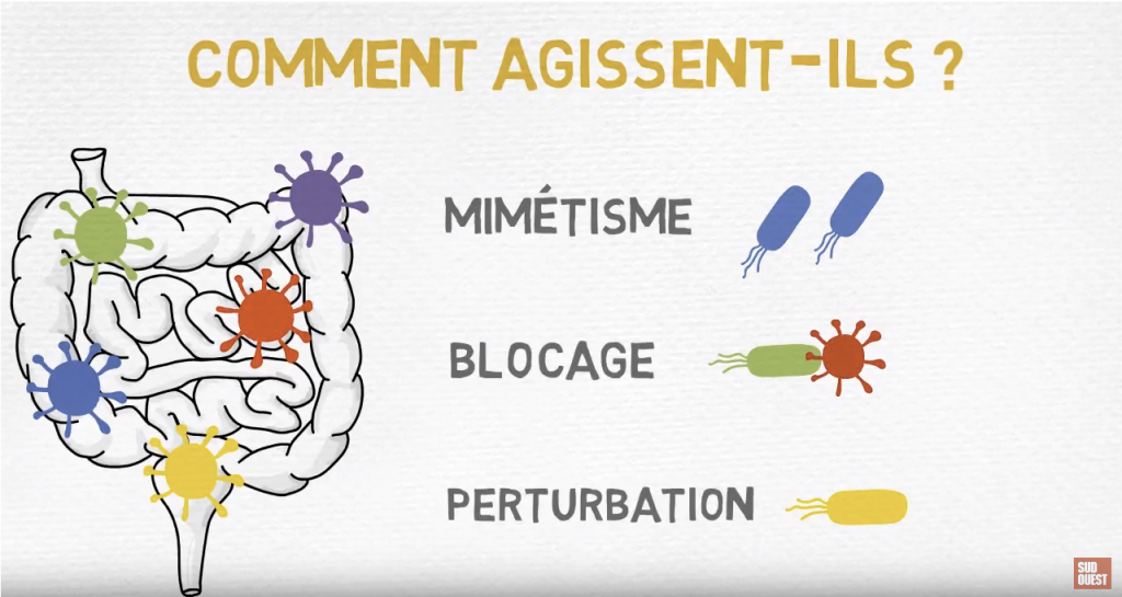 les perturbateurs endocriniens c'est quoi au juste